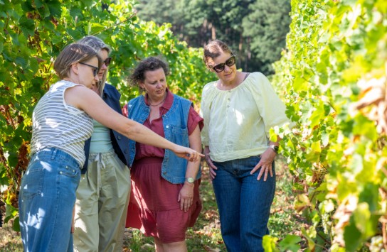 Vier vrouwen bekijken en bespreken druiven in een wijngaard op een zonnige dag. (vergroot foto)